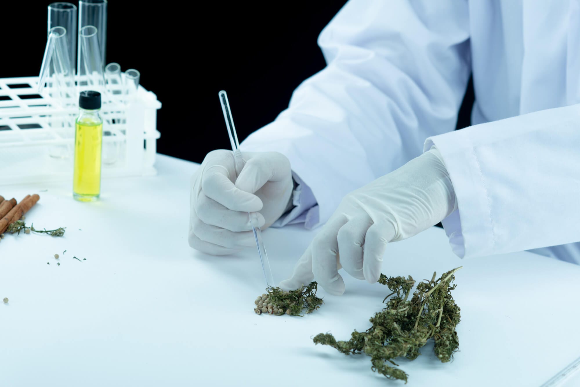Cannabinoide: Ein wissenschaftlicher Leitfaden.
